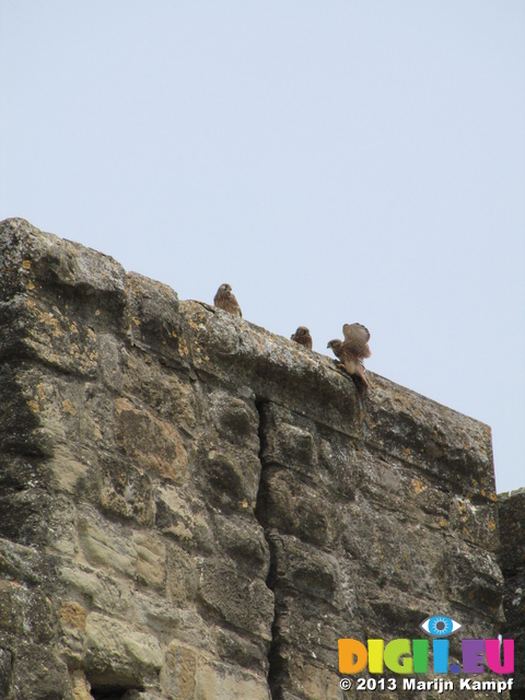 SX28459 Young kestrels (Falco tinnunculus) on turret